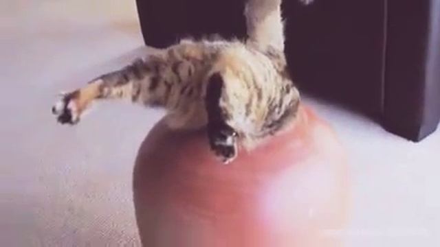 Милые котята и собаки смотреть онлайн