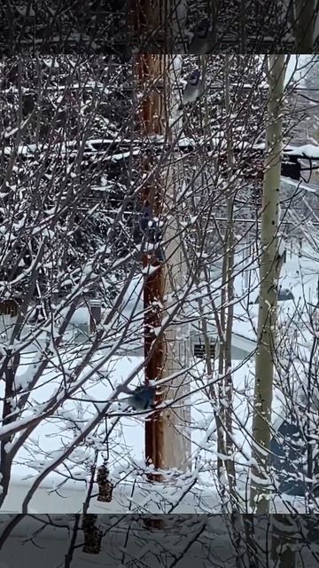 4 of them take a turn. Bluejays смотреть онлайн