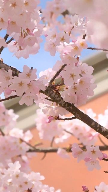 MAJESTIC VIEW OF CHERRY BLOSSOMS 🌸 смотреть онлайн