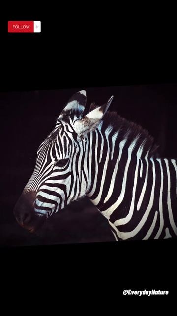 #Black and White Animals🖤🤍 смотреть онлайн
