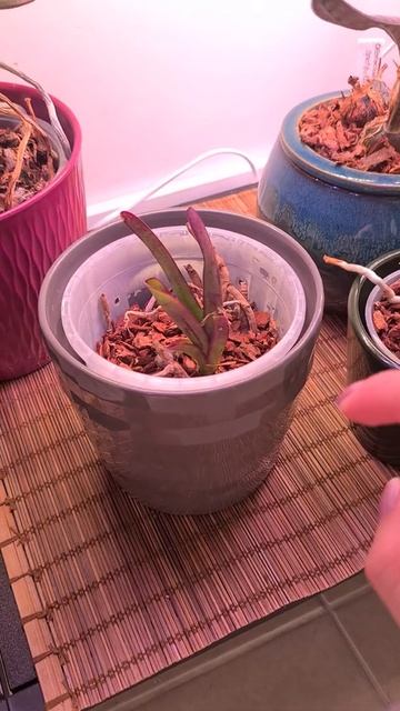 Vanda Keiki now fully green! 🌱 #shorts смотреть онлайн