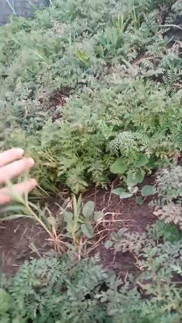 фацэлия для пчол смотреть онлайн