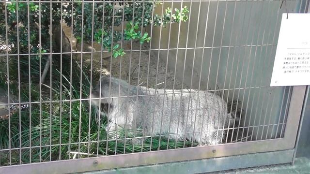 エルくんは紐のおもちゃが大好き manul (Pallas cat) Манул смотреть онлайн