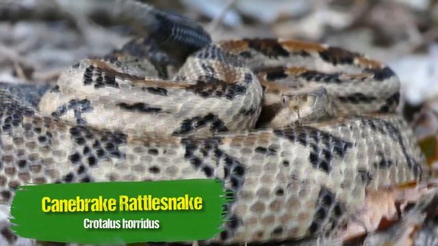 We found a STUNNING Canebrake Rattlesnake! смотреть онлайн