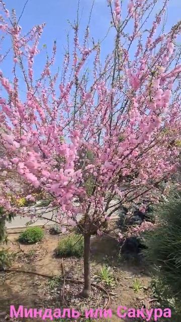 Русский Миндаль или Японская Сакура что красивее цветёт? смотреть онлайн