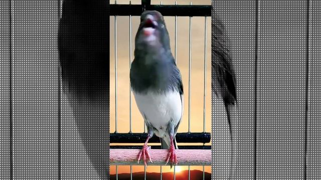 Птицы . Birds смотреть онлайн