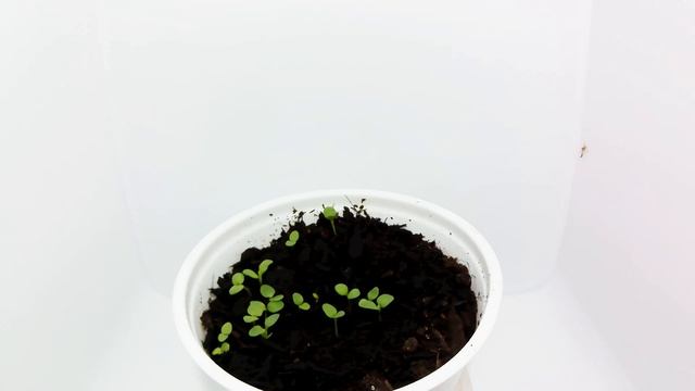 【ダイアンサス】ナデシコの発芽を観察する。 смотреть онлайн