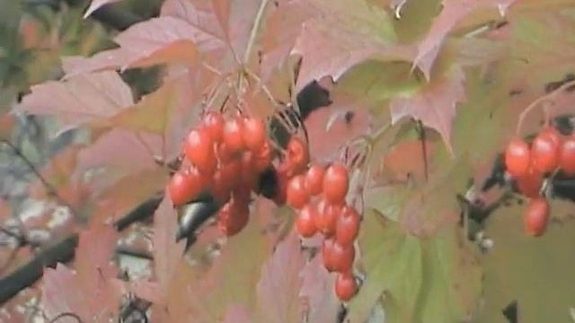 Калина смотреть онлайн