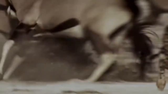 Powerful Of Horrible Horns Causing The Lions To Panic - Mother Gemsbok Save Her Baby From Cheetah