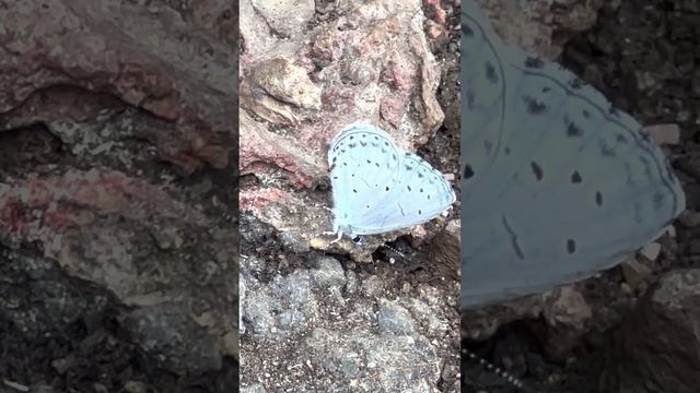 Celastrina Argiolus(ルリシジミ) смотреть онлайн