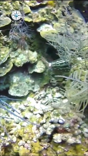 Damn Grouper Steals my Lion fish! #shorts смотреть онлайн