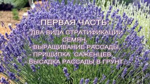 Выращиваем лаванду из семян рассадным методом. 1 часть #ВЫРАЩИВАЕМ_ЛАВАНДУ_ИЗ_СЕМЯН#ЦВЕТЫ_НА_ДАЧЕ