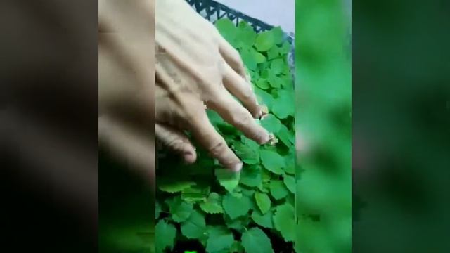 Paulownia in Armenia. Павловния в Армении. Պավլօվնիա Հայաստանում։ смотреть онлайн