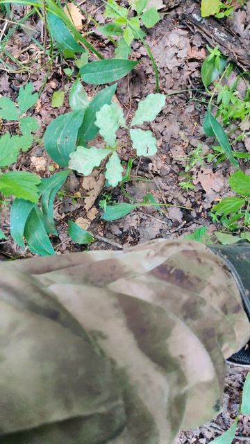VID_20240623_121822 смотреть онлайн