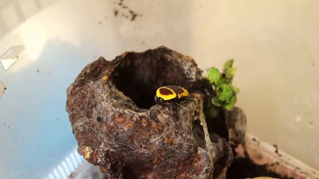 Бронзовка Pachnoda_marginata. Момент из жизни. смотреть онлайн