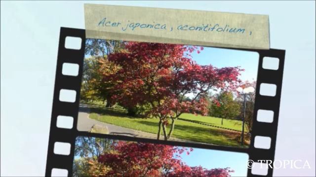Acer japonica aconitifolium 13225 смотреть онлайн