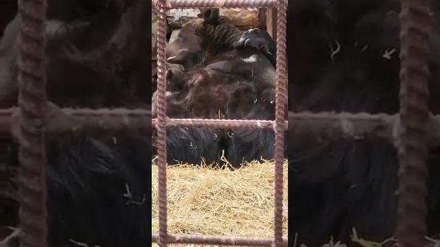 Медведица Маша в музее На свалке смотреть онлайн