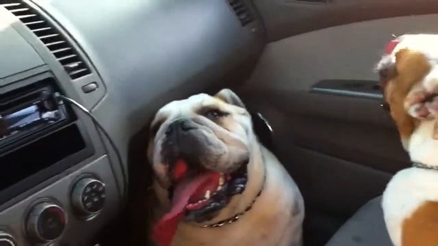 Dessimus & Nugget after the dog park смотреть онлайн