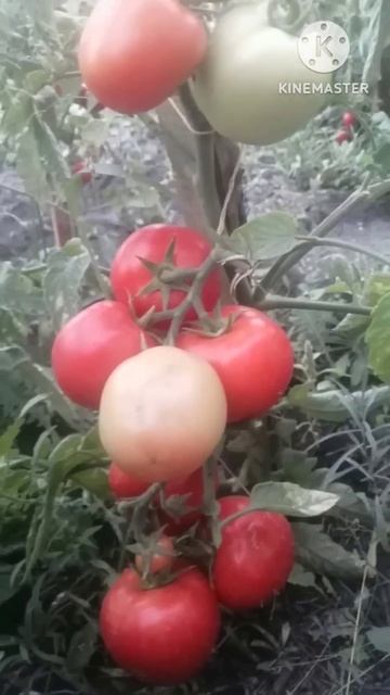 Помидорчики в открытом грунте!