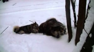 охота с лайками на кабана часть 10