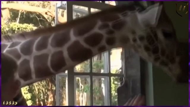 УЖИН ИЗ УНИТАЗА FULL HD 1980p смотреть онлайн