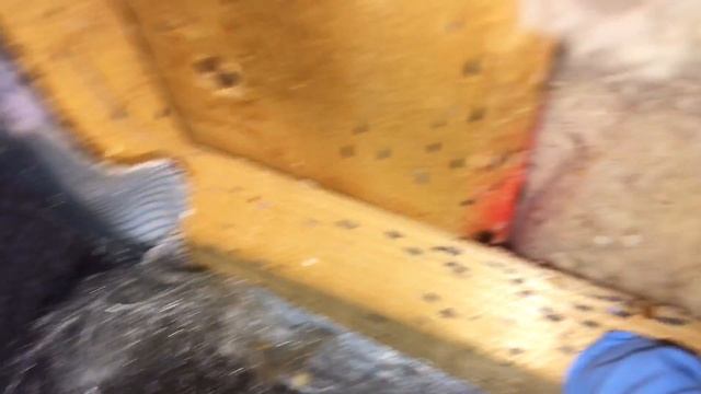How To Find Bed Bugs On A Box Spring смотреть онлайн