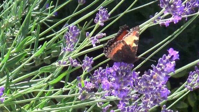 Бабочка на лаванде! Красота да и только!