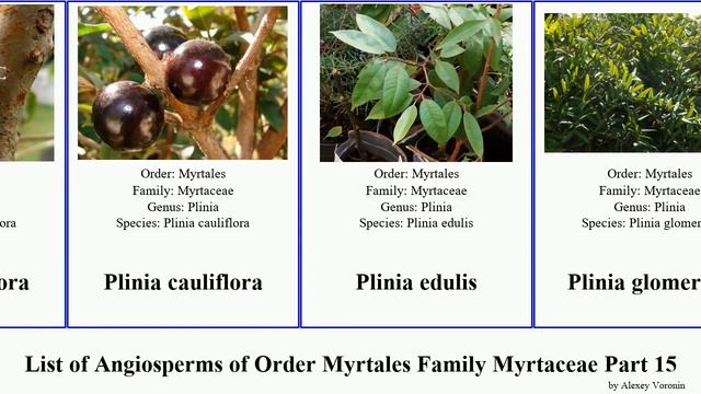 List of Angiosperms of Order Myrtales Family Myrtaceae Part 15 psidium rhodamnia regelia mallee смотреть онлайн