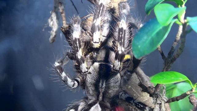 Poecilotheria regalis communal update смотреть онлайн