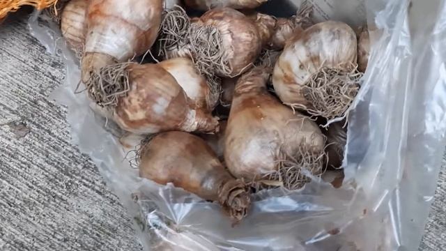 Choosing the ☆best☆ Daffodil bulbs for Success next spring смотреть онлайн