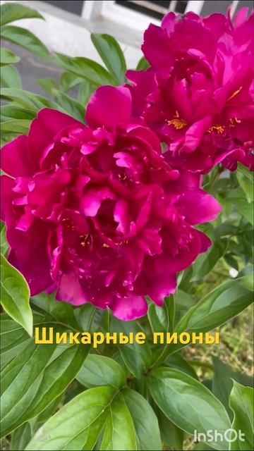 Пионы❤️Невероятной красоты #пионы #цветывсаду #цветоводство смотреть онлайн