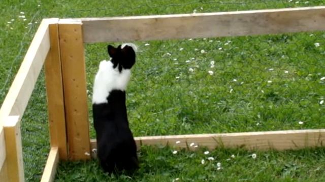 lapin, le film !!! смотреть онлайн