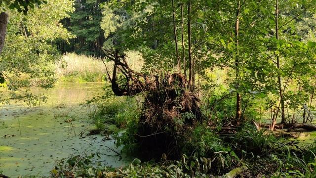 VID_20230903_080935 смотреть онлайн