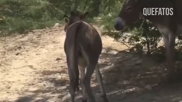 LEOPARDO SE DÁ MAL AO TENTAR MATAR JUMENTO