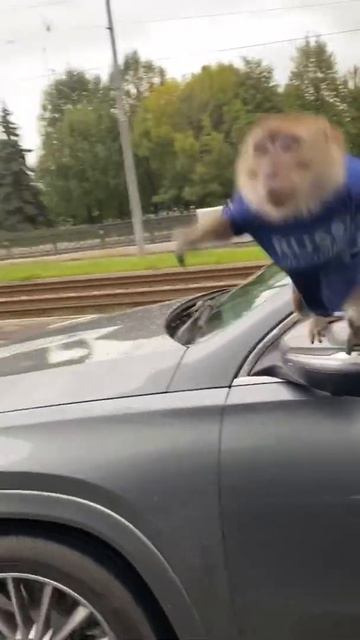Обезьяна развлекает своих хозяев на дороге🐒#shorts смотреть онлайн