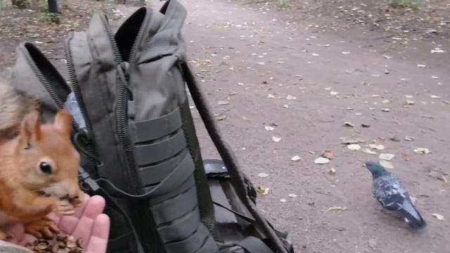 Две белочки спокойно кушают вместе смотреть онлайн