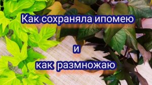 Ипомея батат . Как сохраняла . Как размножаю.