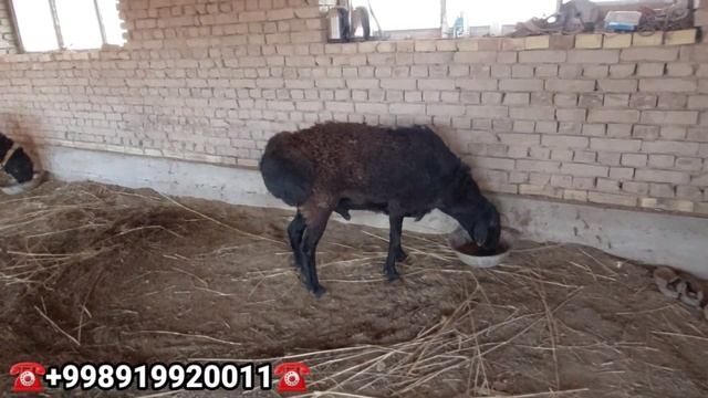 Хивада ёш Қýчқорлар сотилади ХИВА 21-ноябрь 2022 г. смотреть онлайн