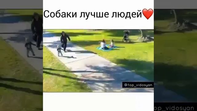 Собаки лучше людей смотреть онлайн