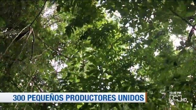 Palmicultores de Catatumbo, emprendedores, sostenibles e inclusivos смотреть онлайн