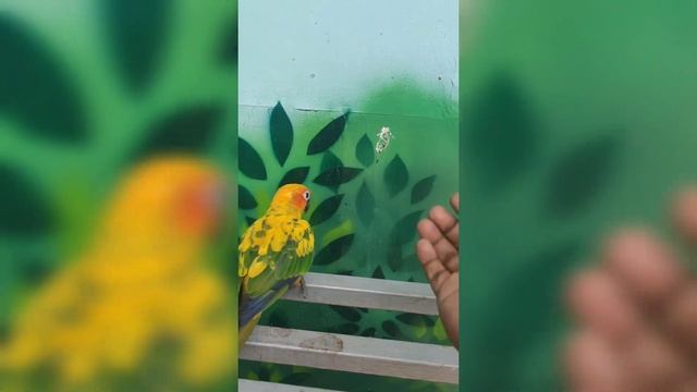 Day Out Parrot Park | Exotic BIRD PARK @ Kookyland | Mettupalayam | Parrots | Vlog смотреть онлайн