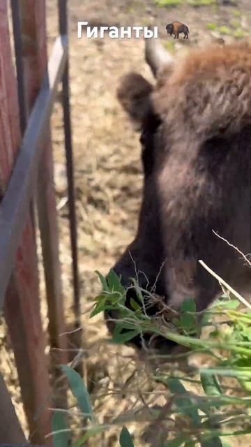 Мощные бизоны #бизон #гиганты #мощность #животные #animals #nature #wonderful смотреть онлайн