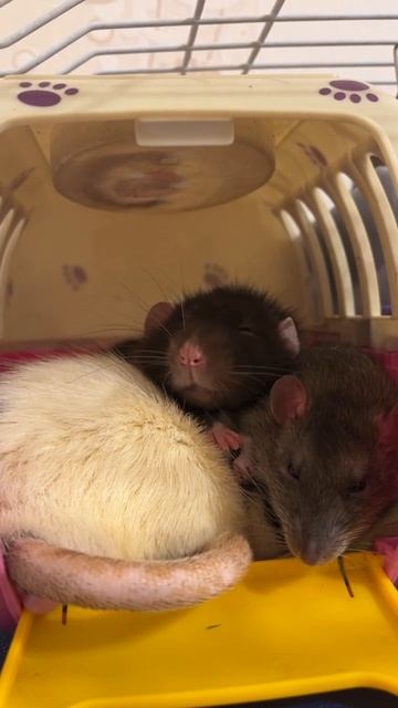 Сосчитайте сколько крыс. #animal #животные #крысы #rat #крысята смотреть онлайн