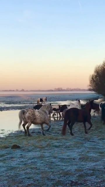 Wild horses 🐎 Galloping across a beautiful frozen lake at sunrise 🌅 смотреть онлайн