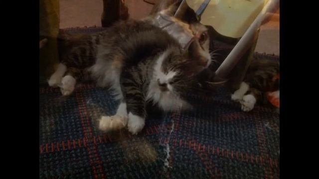 Слайд-шоу: Мои любимцы. смотреть онлайн