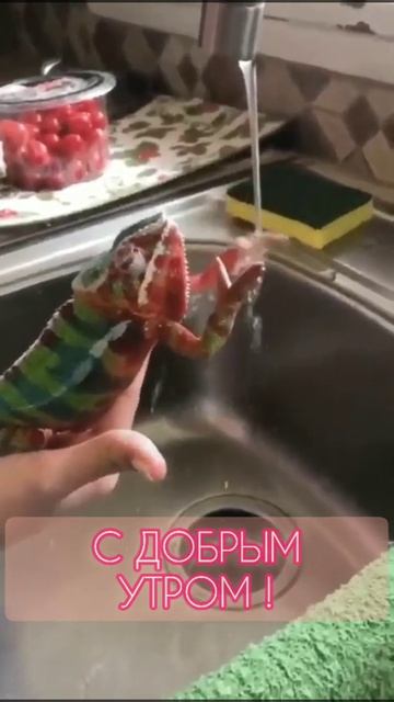 Просыпаемся, улыбаемся! Доброе утро! смотреть онлайн