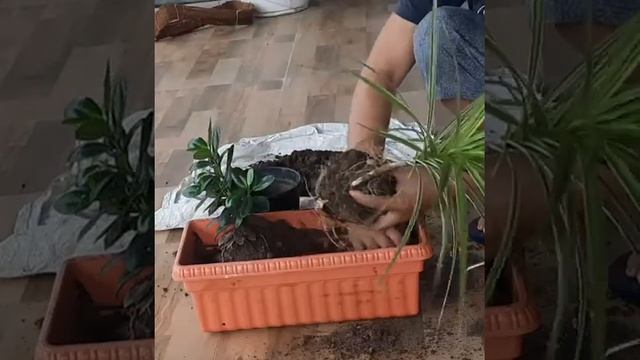 Repotting Dracaena plant and Rubbar Fig plant 🪴 смотреть онлайн