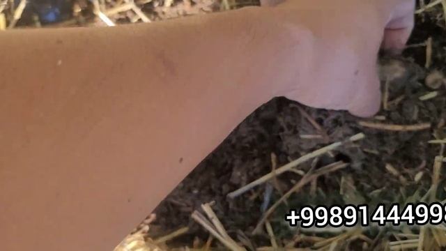 Чувалчангларни ажратиб олиш усуллари. Биогумус бухоро. Калифорния кизил ёмгир чувалчанглари смотреть онлайн