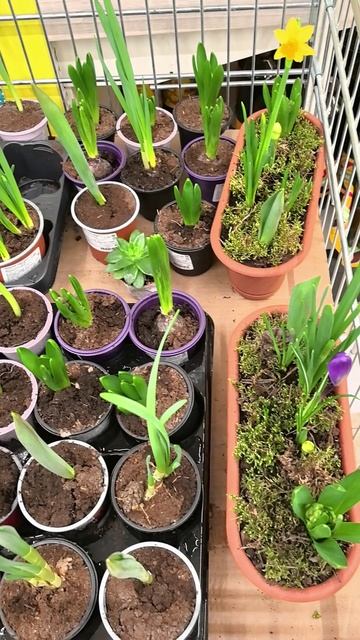 Скоро весна! Живые цветы #нарцисс #ценынацветы #8марта #весна #скоровесна #примула #россия #гиацинт смотреть онлайн