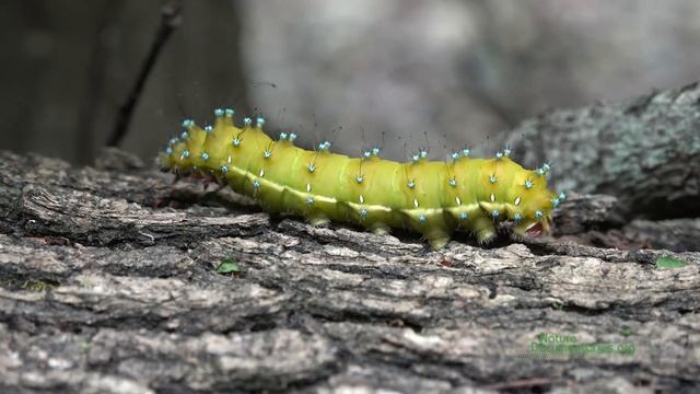 Aristotle's Silkworm / Great Peacock Moth (Saturnia pyri) in Endemic Liquidambar Forest смотреть онлайн